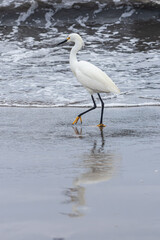 Fototapeta premium White Egret