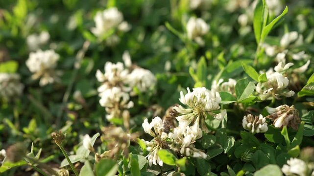 Close up view of a busy honey bee collecting pollen from white clover flowers. The industrious insect moves from blossom to blossom in a vibrant green field, playing a vital role in pollination