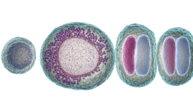 Cellular division stages showing cell growth and sporulation, isolated on transparent background