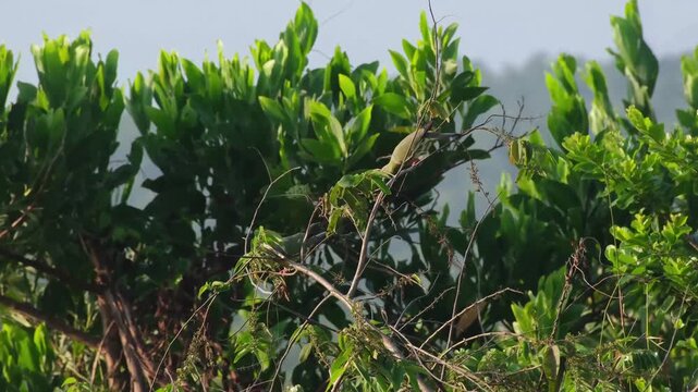 Pink-necked Green Pigeons Foraging on Sarisa Seeds with Visible Branch Flexion, Inverted Feeding Posture and Corrective Recovery Movement, Palawan Philippines