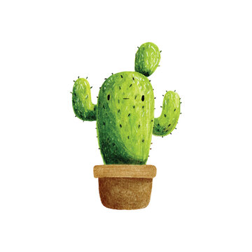Green Cactus Plant in Terracotta Pot Isolated.