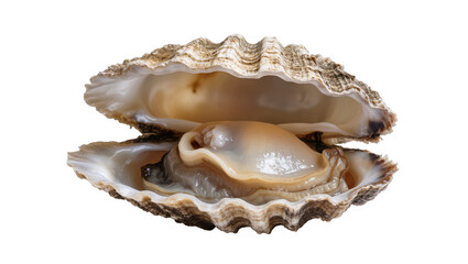 Open oyster with glistening flesh and textured shell © Corman