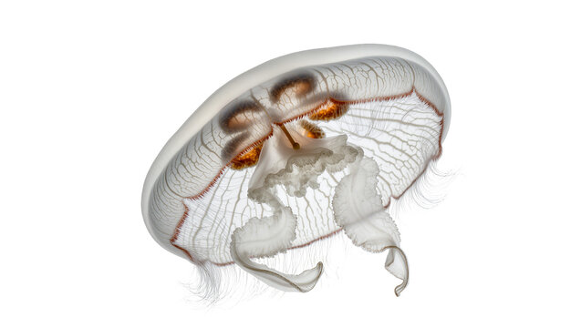 Translucent jellyfish with delicate tentacles and orange gonads