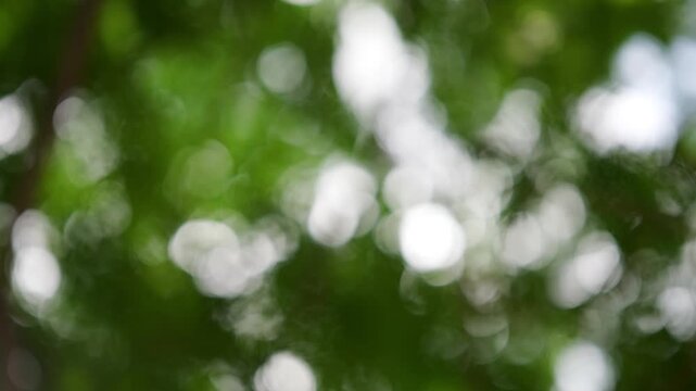 Abstract Green Bokeh: Soft, out-of-focus circles of light and shadow create a dreamy, natural ambiance with hints of green foliage.