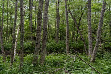 Fototapeta premium A peaceful walking trail winds through a lush, fresh green forest in Kamikochi, Nagano, Japan, with moss-covered tree stumps along the path.