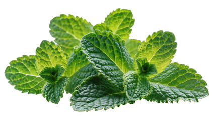 Fresh green mint leaves with textured surface © Corman