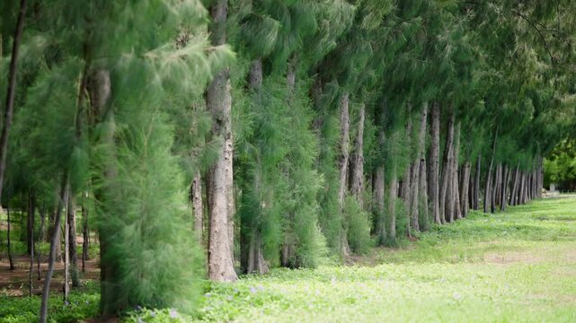 Row of Casuarina Trees: A perfectly straight row of tall, slender Casuarina trees stands sentinel on the edge of a verdant field.