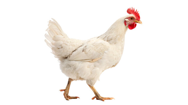 Single white chicken standing farm domestic bird profile isolated on a transparent background poultry asset