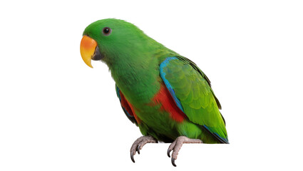 Green eclectus parrot with red breast and blue wing feathers © Fried