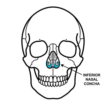 Anatomical diagram of human nasal concha bone.