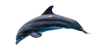 Dolphin swimming gracefully sleek dark blue body, white © Fried