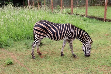 Obraz premium Zebra grazing on grass in a green pasture. Wild Zebra in Brazil. 