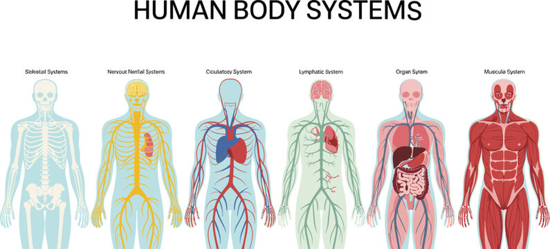 Human anatomy body systems vector illustration showing skeletal nervous circulatory lymphatic organ and muscular system diagram for medical education