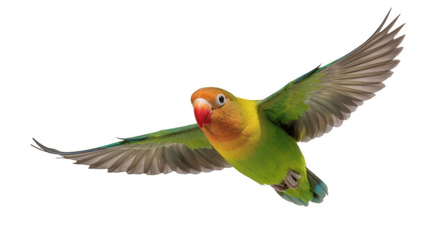 Fischer s lovebird flying with spread wings, green and yellow plumage