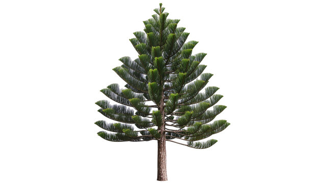 Norfolk Island Pine tree with green needles