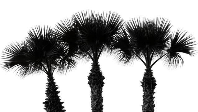 Three black palm trees with spiky leaves and textured trunks