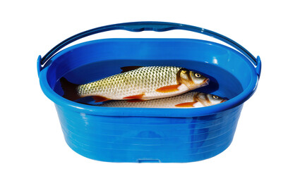 Two fresh carp fish in blue bucket with water © Femke