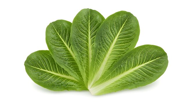 Fresh cos lettuce leaves stacked on white background healthy food ingredient presentation