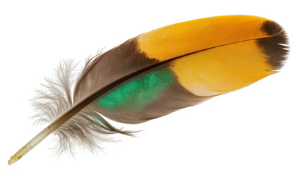 Colorful bird feather with yellow green brown, and grey hues © Femke