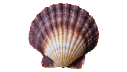 Scallop Shell with Purple and Orange Hues © Femke