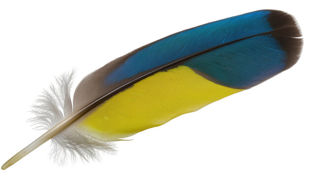 Blue and yellow bird feather with fluffy white base