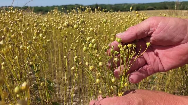 Mains de technicien agricole, agriculteur contr&ocirc;lant des cultures de lin en phase de maturation