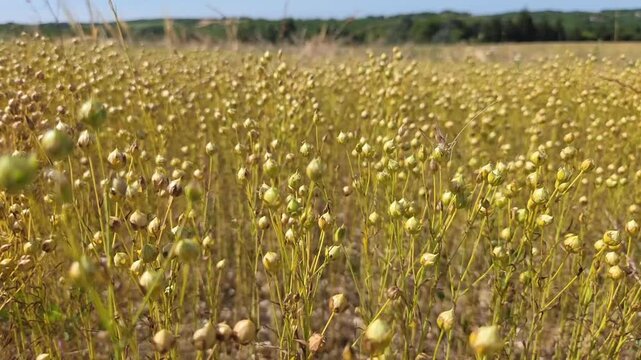Champ de lin en croissance, dor&eacute;, en phase de maturation dans un paysage rural agricole