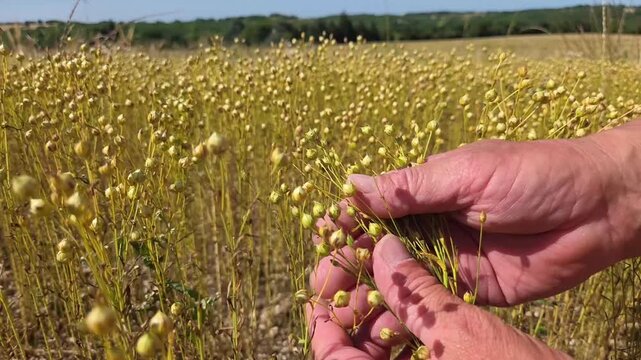 Mains de technicien agricole, agriculteur contr&ocirc;lant des cultures de lin en phase de maturation