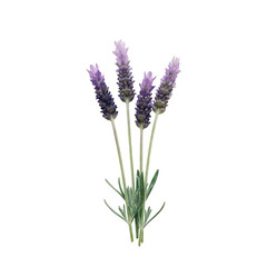 Obraz premium Fresh purple lavender sprigs bouquet isolated on transparent background