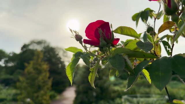 A single red rose opens on a leafy stem in the foreground. The bright afternoon sun shines directly through a soft, hazy sky. Lush green trees and a quiet garden path blur gently into the background.