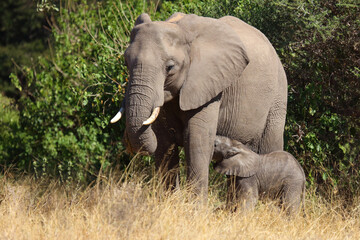 Fototapeta premium Afrikanischer Elefant / African elephant / Loxodonta africana