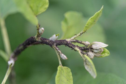 Close-up of branch with aphid infestation on young leaves