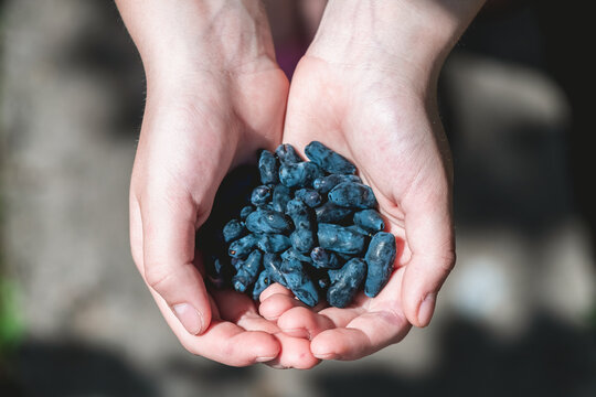 Person's hands cupping a generous harvest of ripe honeysuckle berries, highlighting concepts of fresh fruit, organic farming, healthy eating, and natural abundance in an outdoor setting
