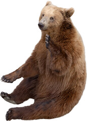 Fototapeta premium Brown bear isolated on transparent background. The bear is waving its paw. PNG