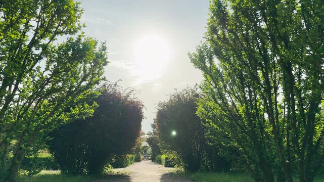 A wide dirt walkway stretches into the distance. It runs directly between rows of tall green trees and manicured bushes. Bright sunlight shines down from above the quiet garden path.