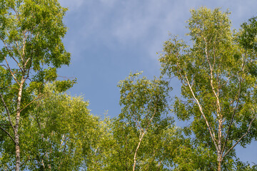 Fototapeta premium Birch tree canopy against clear blue sky