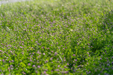 Naklejka premium Sunlit meadow with wildflowers and grasses