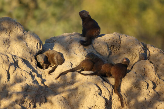 S&uuml;dliche Zwergmanguste auf Termitenh&uuml;gel / Dwarf mongoose at Termit's nest / Helogale parvula