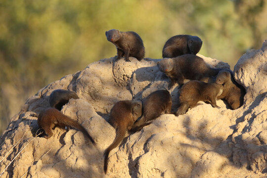 S&uuml;dliche Zwergmanguste auf Termitenh&uuml;gel / Dwarf mongoose at Termit's nest / Helogale parvula
