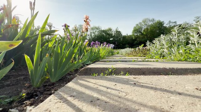 A ground-level view shows a stone walkway running into the distance. Colorful iris flowers grow and bloom on the left side. Bright morning sunlight illuminates the peaceful outdoor garden.