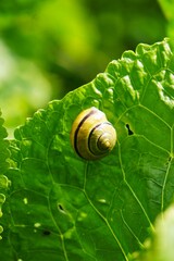 Niewielki ślimak o jasnożółtej skorupce siedzący na zielonym liściu. Naturalna fotografia przedstawiająca małego mięczaka przyczepionego do rośliny.