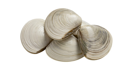 Pile of raw clams with textured shells © Lubos
