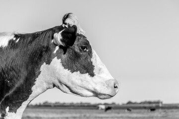 Black and White Portrait of an Argentine Holando Dairy Cow (Holstein Friesian) in Rural Pasture © phjacky65