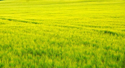 Obraz premium Golden barley field in a natural agricultural environment