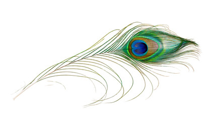 Obraz premium Peacock feather with eye pattern, iridescent green and blue