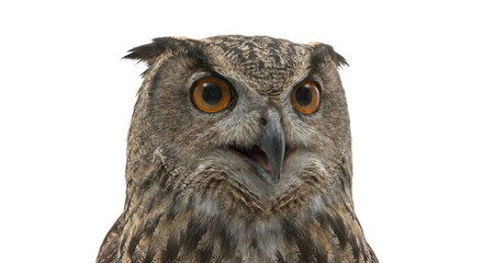 Close-up of an expressive owl with striking orange eyes and intricate plumage © Sapphire