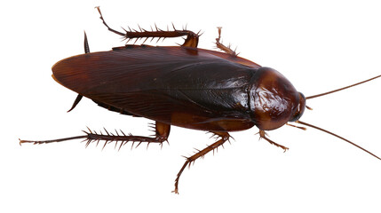 American cockroach insect with spiky legs and long antennae © Lubos