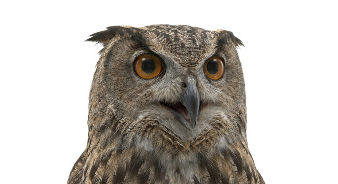 Close-up of an expressive owl with striking orange eyes and intricate plumage