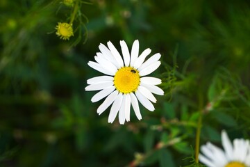 Margaretkа (Leucanthemum vulgare) – jastrun właściwy o charakterystycznych białych kwiatach z żółtym środkiem. Dzika roślina zielna typowa dla łąk, trawników, pól i naturalnych terenów Europy. © Adam