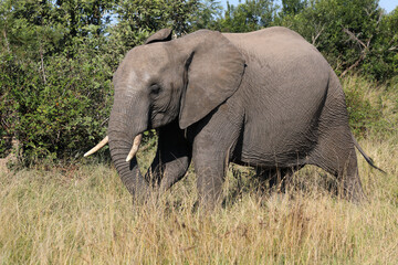 Fototapeta premium Afrikanischer Elefant / African elephant / Loxodonta africana